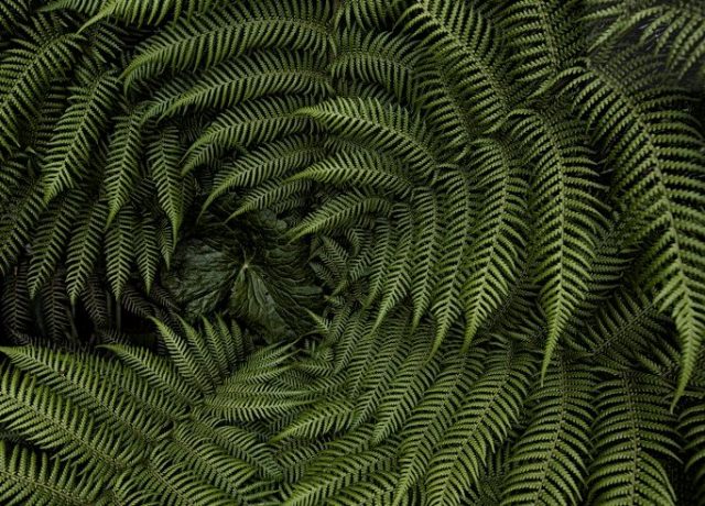 fernery